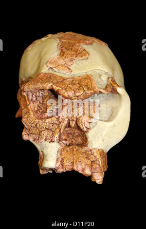 Vordere Ansicht des Homo Habilis Schädel Stockfoto