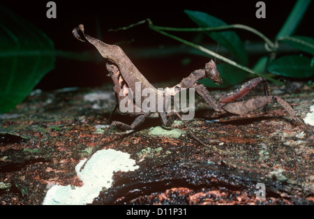 Toten-Blattheuschrecke (Acanthops Falcata) weibliche im Regenwald Trinidad Stockfoto