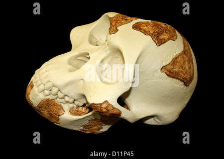 "Lucy" Australopithecus Afarensis Stockfoto