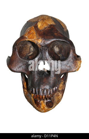 "Lucy" Australopithecus Afarensis Stockfoto