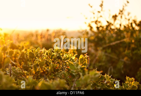 Ein Feld von Carissa Holly im goldenen Sonnenlicht Stockfoto