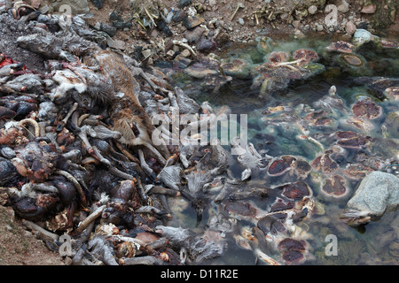 Rotwild, Cervus elaphus, die Schlachtkörper und die Nebenprodukte der Schlachtung in einer Grube in der Nähe von Blair Athol, Schottland, UK gedumpten Stockfoto