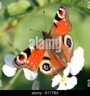 Makro-Bild von einem gemeinsamen Tagpfauenauge (Inachis Io) posiert auf eine weiße Blume Stockfoto