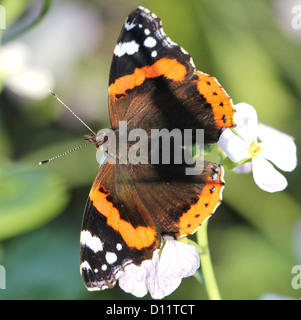 Makros von Butterfly Red Admiral (Vanessa Atalanta) in verschiedenen Posen, Flügel geöffnet, halb geöffnet und geschlossen (85 Bilder in Serie) Stockfoto