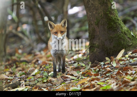 Europäischer roter Fuchs verlässt Vulpes Vulpes auf Herbst wandern durch den Forest of Dean, Gloustershire, UK Stockfoto