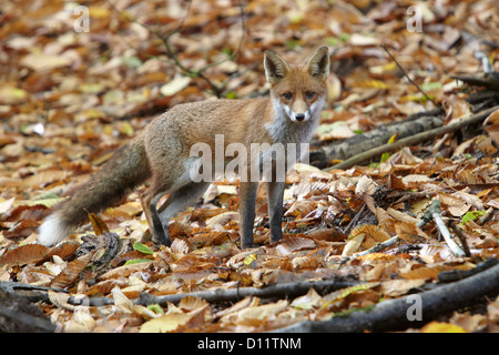 Europäischer roter Fuchs verlässt Vulpes Vulpes auf Herbst wandern durch den Forest of Dean, Gloustershire, UK Stockfoto