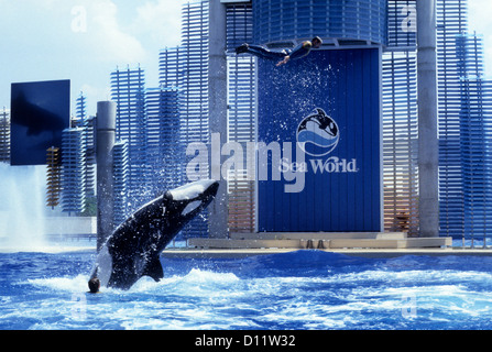 Killer Whale tritt mit Trainer Ted Turner im Seaworld Shamu Stadium in Orlando auf Stockfoto