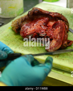 Ein Pathologe Farben ein Organ des Körpers in einem Labor für Pathologie an der Charite Klinik in Berlin, Deutschland, 3. Dezember 2012. Die erhobenen Daten werden von Onkologen für eine Softwore verwendet werden, in der personalisierten Krebstherapie auf Tablet-Computern verwendet werden. Charite und Hasso Plattner Institut Potsdam haben die Oncolyzer, eine Personalyzed-Krebsbehandlung und Forschungssoftware entwickelt. Foto: Britta Pedersen Stockfoto