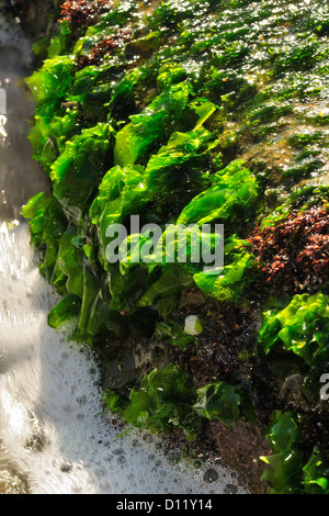 Meeressalat Ulva Lactuca, Grüne Alge, Chlorophyta, Anzio, Rom, Italien, Mittelmeer Stockfoto