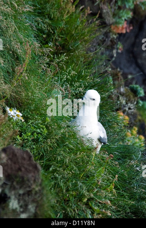 Nördlichen Fulmar Fulmarus Cyclopoida Heimaey Island insgesamt Inseln Island Europa Stockfoto