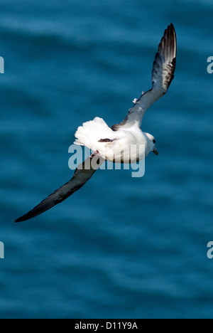 Nördlichen Fulmar Fulmarus Cyclopoida Heimaey Island insgesamt Inseln Island Europa Stockfoto