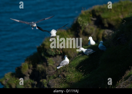 Nördlichen Fulmar Fulmarus Cyclopoida Heimaey Island insgesamt Inseln Island Europa Stockfoto