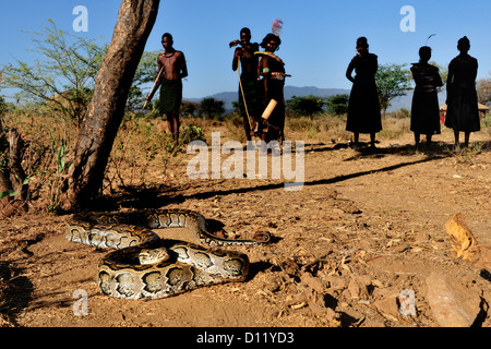 African Rock Python Python Sebae, fast, Pokot Stamm landen, Kenia, Afrika Stockfoto