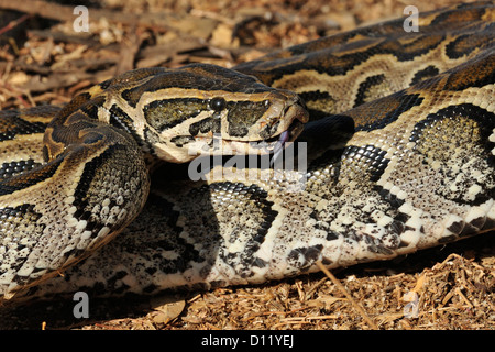 African Rock Python Python Sebae, fast, Pokot Stamm landen, Kenia, Afrika Stockfoto