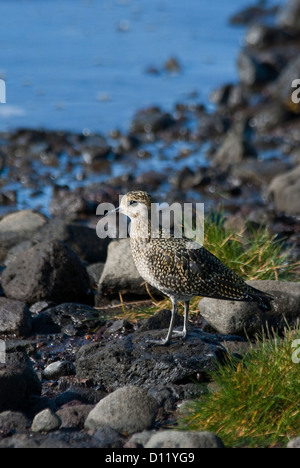 Eurasian Golden Plover Pluvialis Apricaria Fossvogur Island Europa Stockfoto