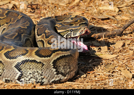 African Rock Python Python Sebae, fast, Pokot Stamm landen, Kenia, Afrika Stockfoto