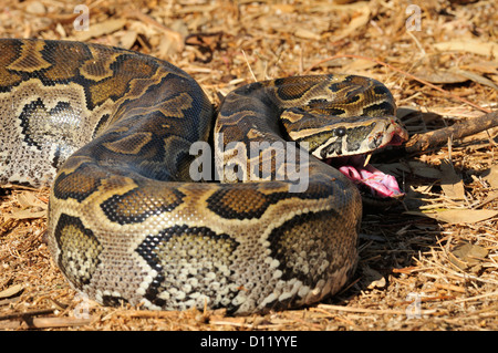 African Rock Python Python Sebae, fast, Pokot Stamm landen, Kenia, Afrika Stockfoto