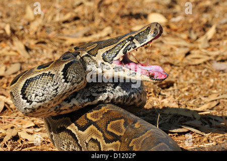 African Rock Python Python Sebae, fast, Pokot Stamm landen, Kenia, Afrika Stockfoto