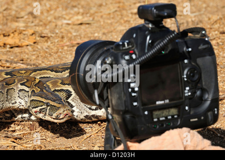 African Rock Python Python Sebae, fast, Pokot Stamm landen, Kenia, Afrika Stockfoto