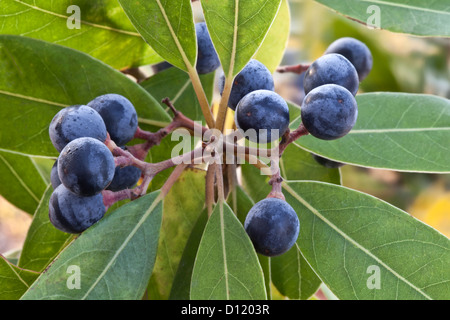 Zweig, reifen Samen der Red Bay Tree "Laurus Borbonia". Stockfoto