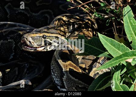 African Rock Python Python Sebae, fast, Pokot Stamm landen, Kenia, Afrika Stockfoto