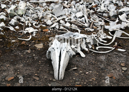 Beluga Wal Friedhof-Ahlstrandodden-Spitzbergen-Norwegen Stockfoto