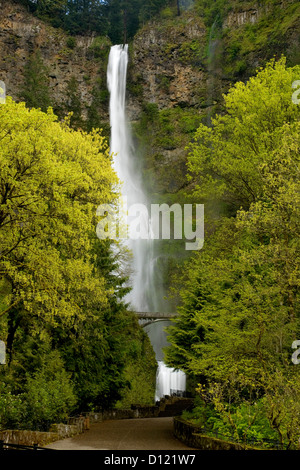 OREGON - Multnomah Falls entlang des Columbia River Scenic Highway Teils der Columbia River Gorge National Scenic Area. Stockfoto