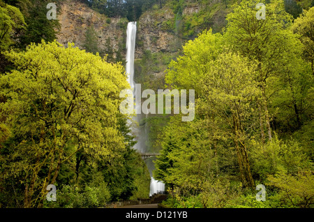 OREGON - Multnomah Falls entlang des Columbia River Scenic Highway Teil des Columbia River George National Scenic Area. Stockfoto