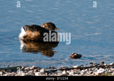 Pied – abgerechnet Grebe Podilymbus Podiceps Hause Lake State Wildlife Area Colorado USA Stockfoto