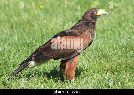 Harris's Hawk in Großbritannien Stockfoto