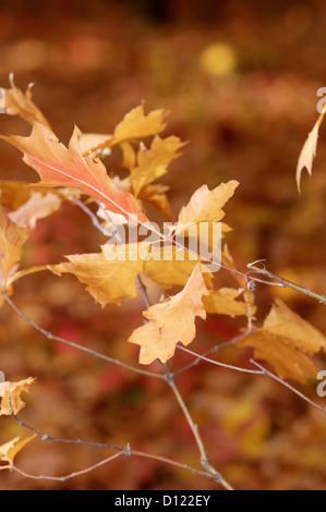 Close up of oak tree in autumn colors Stockfoto