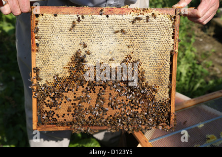 Gekappt, Waben und Brut auf einem Rahmen aus Beehive Surrey England Stockfoto