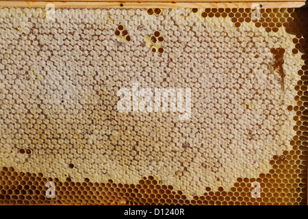 Rahmen mit verdeckelten Waben aus Bienenstock In Surrey England Stockfoto