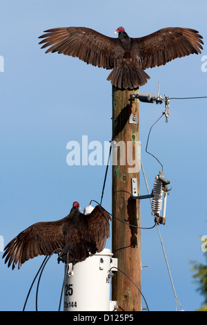 2 Türkei Geier (Cathartes Aura) beide mit Flügel ausgestreckt, ein auf telegraph Pole der anderen an einem Trafo in Nanaimo, BC Stockfoto