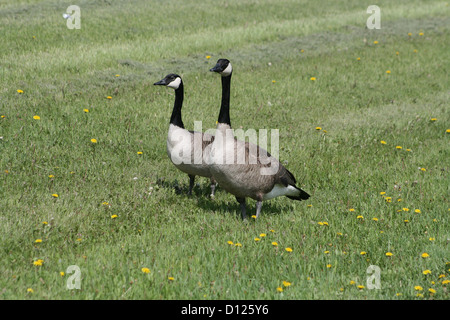 Ein paar Erwachsene Kanadagänse zu Fuß über eine Wiese voller Löwenzahn im Frühling in Winnipeg, Manitoba, Kanada Stockfoto