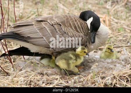 Eine weibliche Kanadagans Inkubation von Eiern in einem Nest mit zwei Gänsel neben ihr im Frühjahr in Winnipeg, Manitoba, Kanada Stockfoto