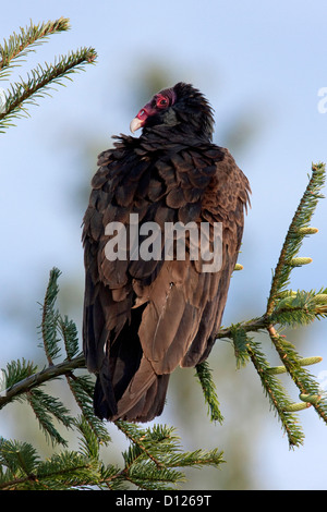 Türkei-Geier (Cathartes Aura) thront auf einem Baum in Nanaimo, Vancouver Island, BC, Kanada im April Stockfoto