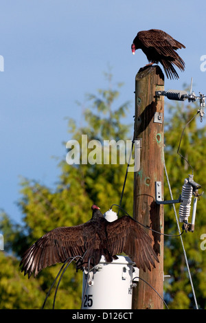 2 Türkei Geier (Cathartes Aura) ausgestreckt auf Telegrafenmast, die andere an einem Trafo mit Flügeln in Nanaimo, BC Stockfoto