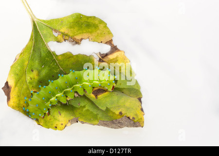 Raupe von einem riesigen Seide Nachtfalter Essen grünes Blatt Stockfoto