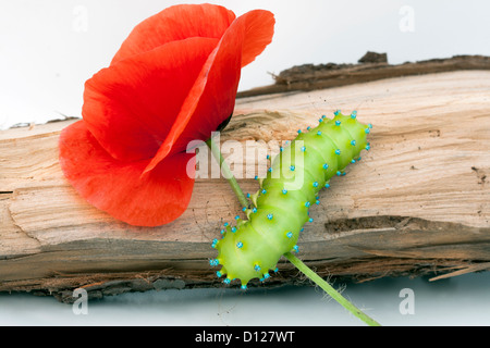 Raupe von einem riesigen Seide Nachtfalter auf Stück Holz Essen rote Mohnblume Stockfoto