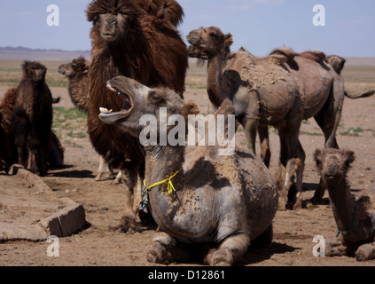 Baktrische Kamele, Wüste Gobi Stockfoto