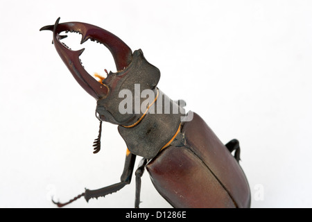 Nahaufnahme des großen Hirschkäfer (Lucanus Cervus) - der größte Käfer von Europa Stockfoto