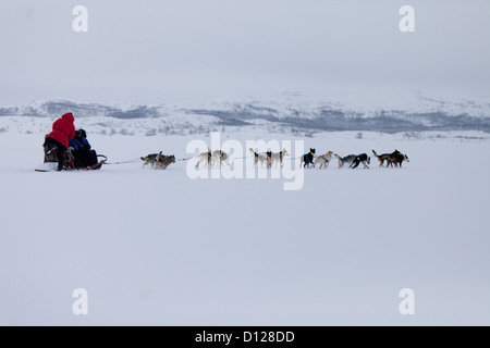 Ein hochauflösendes Bild von einem husky Schlittenhunde-Team racing Stockfoto