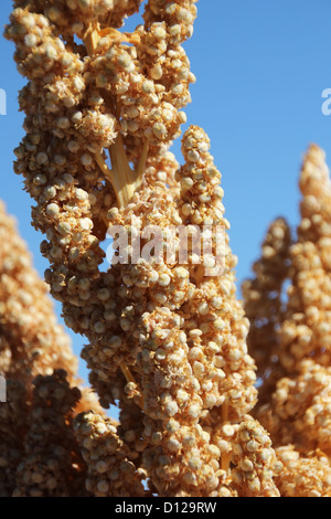 Quinoa Pflanze Stockfoto