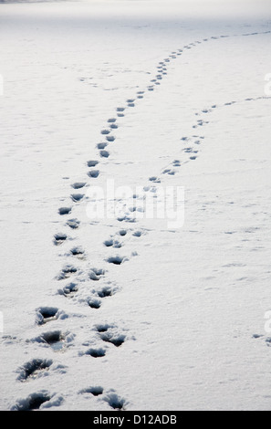 Berlin, Deutschland, Fußabdrücke auf verschneiten See Stockfoto