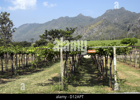 GranMonte Estate Asoke Tal Khao Yai Thailand Stockfoto