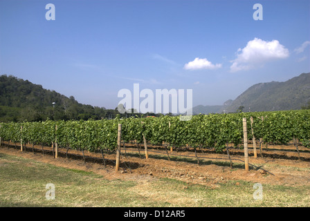 GranMonte Estate Asoke Tal Khao Yai Thailand Stockfoto