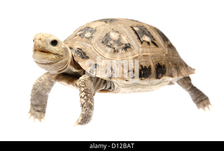niedliche Haustier Schildkröte Schildkröte isoliert Stockfoto