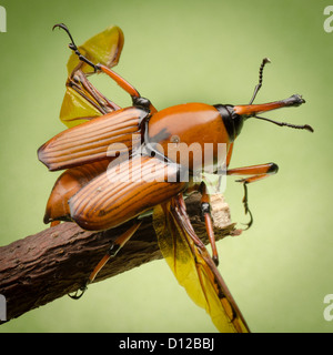 Palm Weevil Schnauze Käfer auf grünem Hintergrund Stockfoto