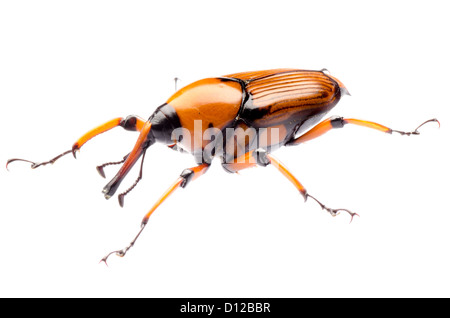 Palm Weevil Schnauze Käfer, Rhynchophorus Ferrugineus, isoliert auf weiss Stockfoto